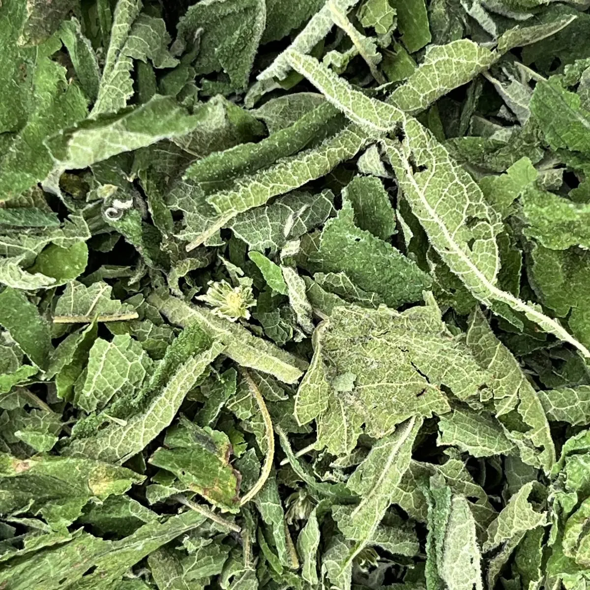Tulsi Holy Basil Herbal Tea
